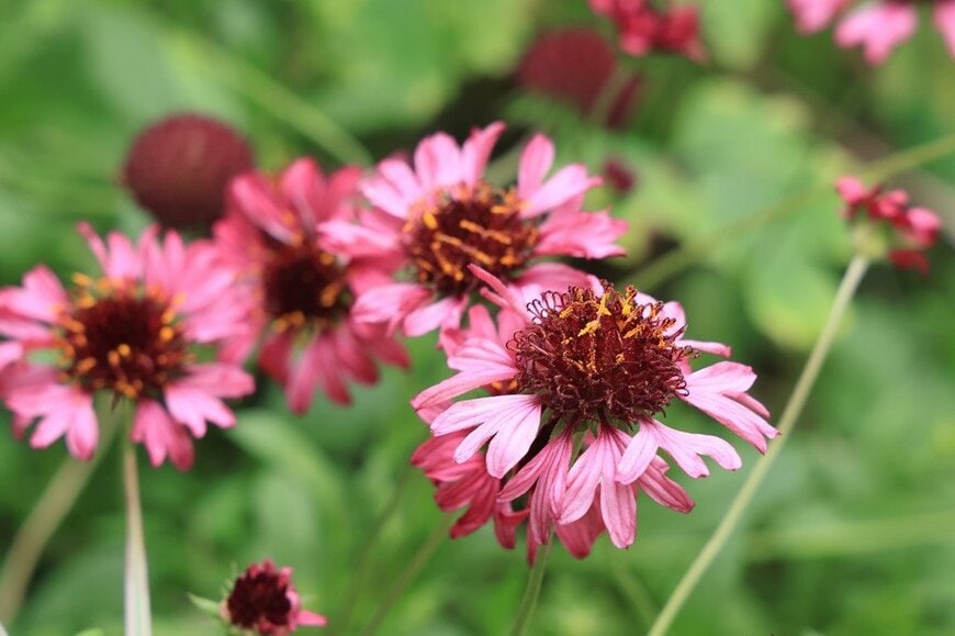 色鮮やかな花を長く楽しめる「ガイラルディア」