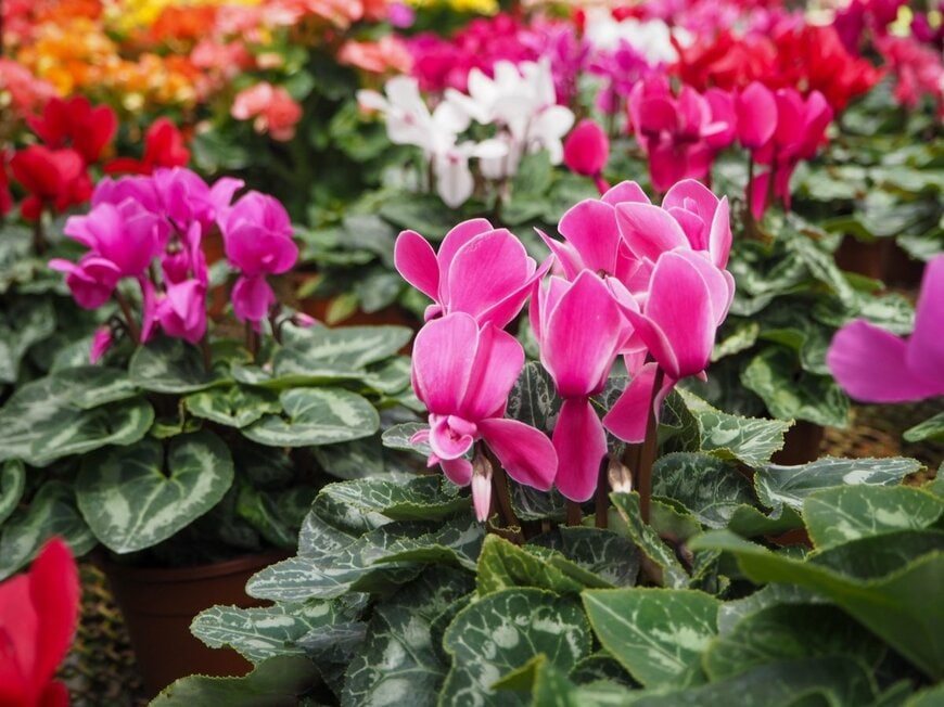 ピンク、白、赤などの花を咲かせている、ガーデンシクラメン