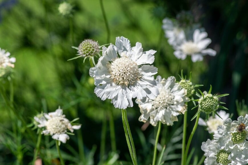 スカビオサ（マツムシソウ）の花が咲いている。色は白。