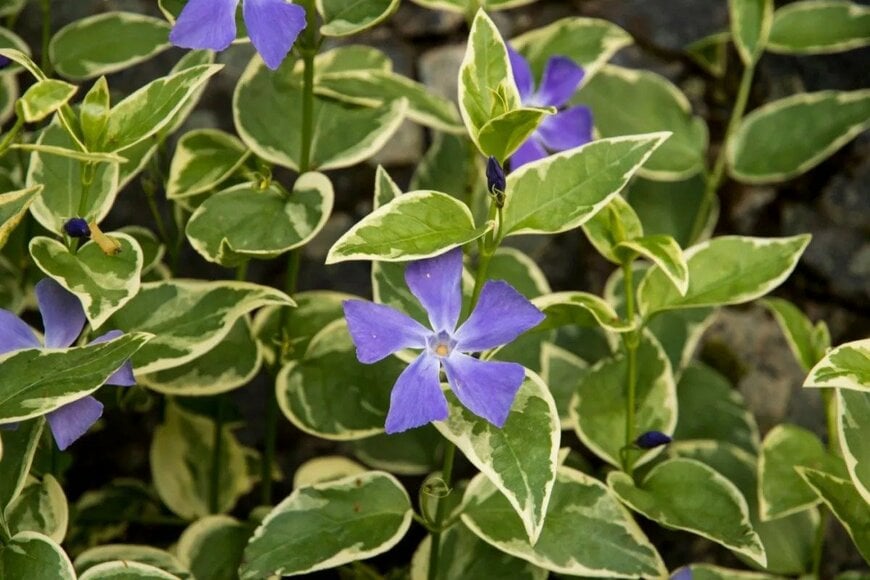 ツルニチニチソウの花