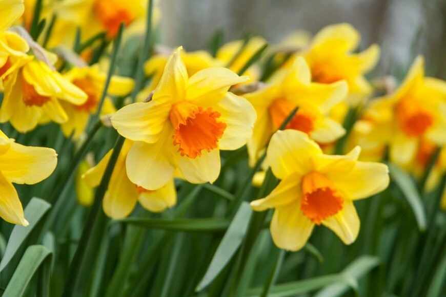 花びらが黄色、花の中央がオレンジ色の花を咲かせているスイセン