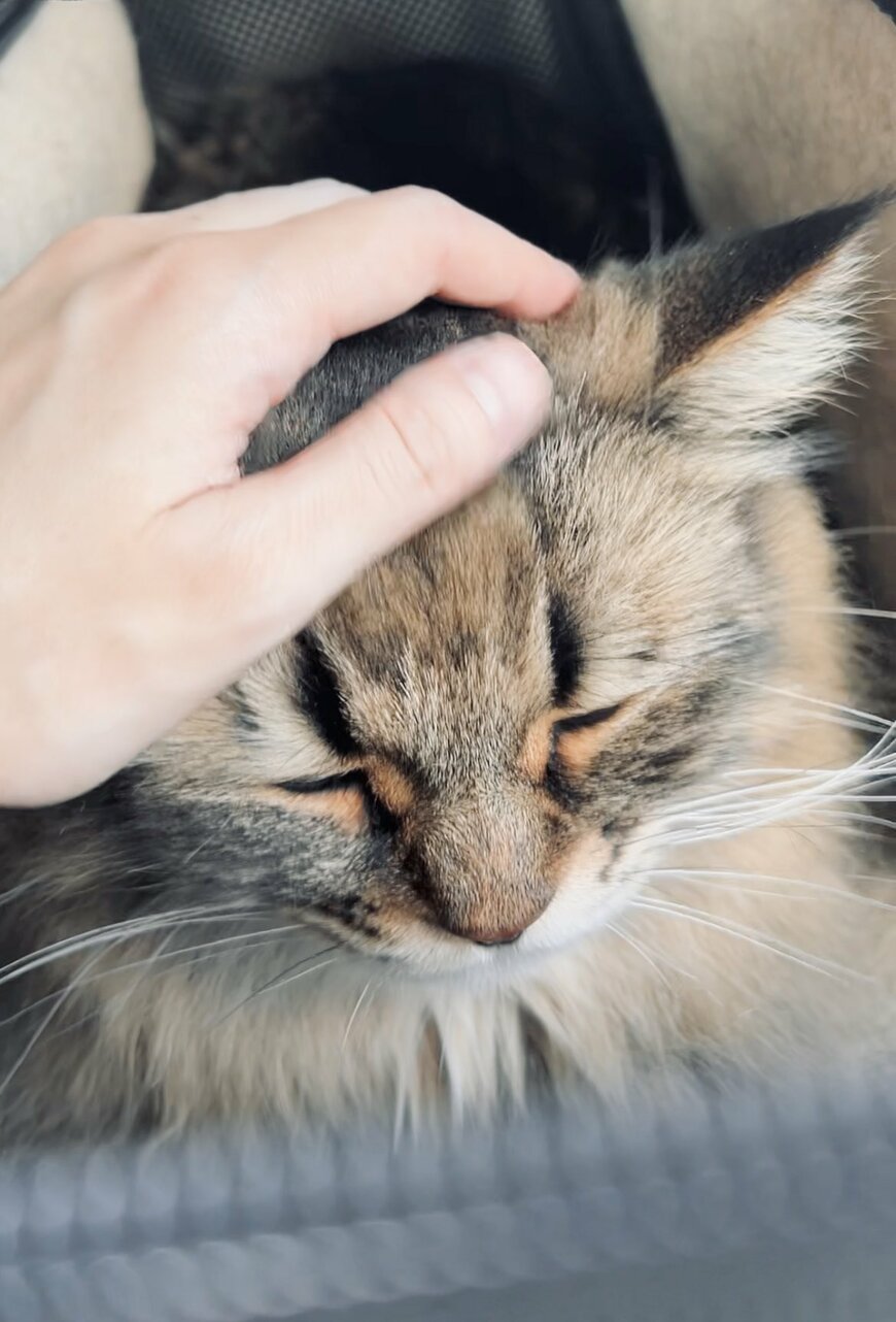 健康診断を終えた猫