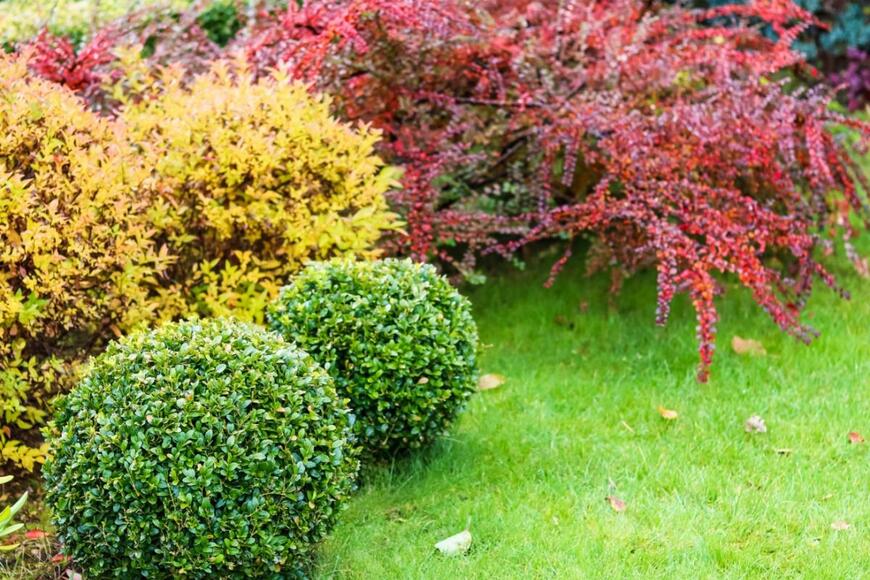 庭の低木