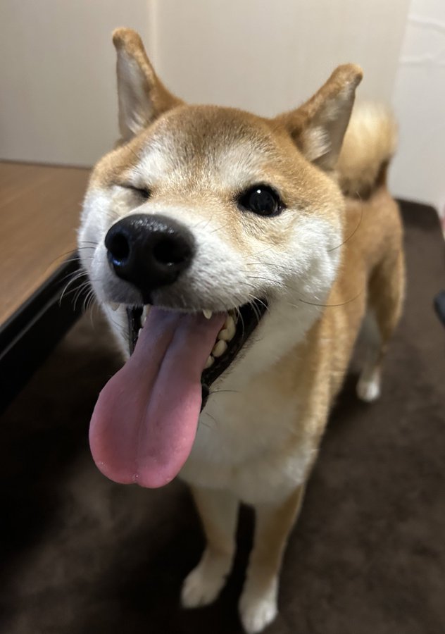 ウィンクする犬