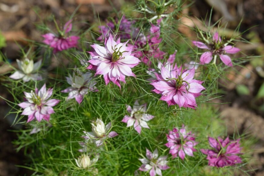 ピンクのニゲラの花が咲いている