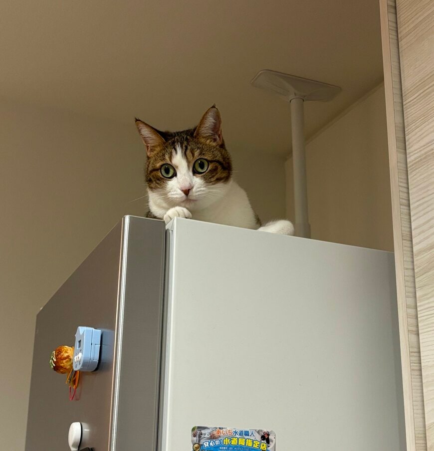 冷蔵庫の上から見ている様子