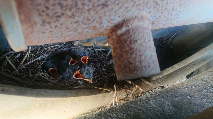 発見された雛鳥