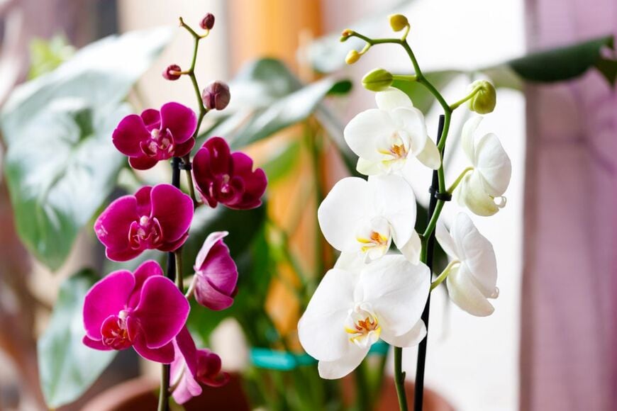 赤と白のコチョウランが咲いている