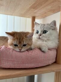 【4万8000件表示】美猫ママの子はやっぱり凄かった！子猫が見せた「あざといポーズ」に目が釘付け