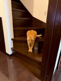 「なんか笑える」何かを見つめる猫さんの体勢が革新的すぎて思わず二度見