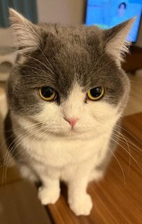 「ここは占領した」ソファを頑なに譲らない猫が見せた「意思の強い背中」に笑ってしまう