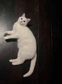 「吸っていいよ」ポーズの猫　しかし…「罠の可能性」に気づいた光景に5万いいね