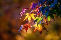 「障害年金、いくらもらえる？」どの障害が多く認定されるのか《新規裁定と再認定》一覧表で確認