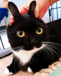 「ギリギリうさぎ判定選手権」出場の元保護猫ちゃん！可愛すぎていいねが止まらない！