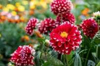 晩秋まで長く咲く球根植物【ダリア】多彩で美しい花姿9種類の紹介＆きれいに咲かせる育て方のコツ