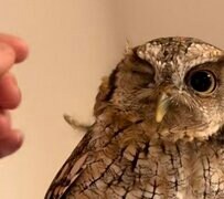 【羽を取ってもらうフクロウ】撫でられていると勘違い！？触られて気持ちよさそうな表情が可愛くて癒される！