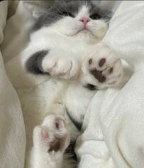 ねずみ捕りの罠にかかっちゃった猫ちゃん？！ふかふかのお布団に沈んでいく様子が可愛すぎる！