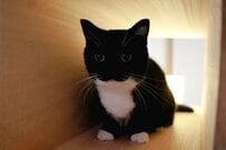 爪とぎの上で「ぶわっ！！」SNSで人気の猫ちゃんの勇ましい姿が話題