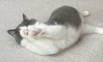 【幸せそうで幸せ】愛猫のくつろぐ姿を投稿した飼い主に「私も幸せ〜」ホッコリする声が集まる 