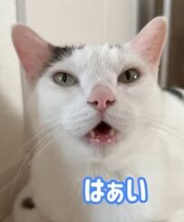 「ママと会話していてまるで人みたい」飼い主さんが話しかけるとお返事する猫ちゃんがかわいすぎる