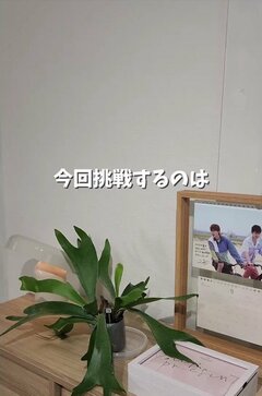ビカクシダを苔玉に！50代元インテリアデザイナーの株分け術に「なんでもできるのすごい！」と反響