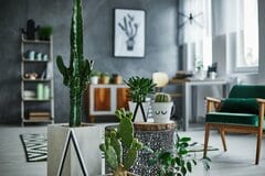 【オシャレな観葉植物8選】ワイルドで個性的なフォルムに注目！インテリアをユニークに