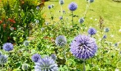 真夏に涼やかなブルーの花が咲く！まんまるフォルムが素敵な「植えっぱなしOKの多年草」は、今が植えどきです！