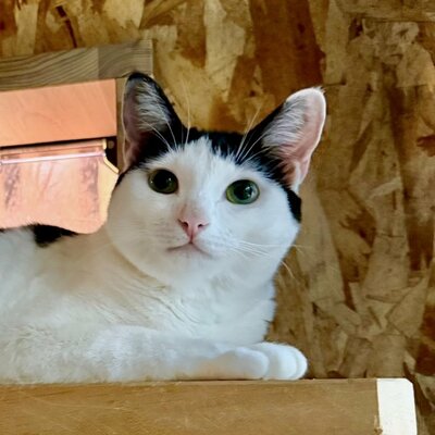 まん丸おめめがかわいいおだんごちゃん