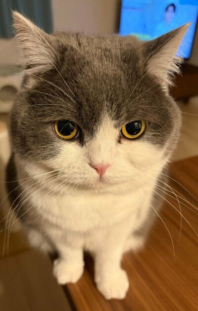 ハチワレ模様がチャームポイント！美猫のぶりもっちちゃん
