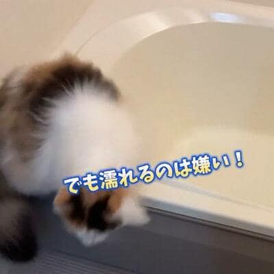 投稿の画像