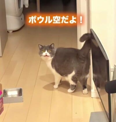 ごはんを催促するまるちゃん