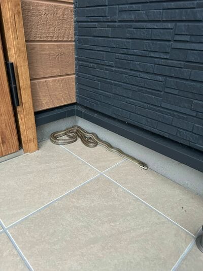 玄関にいたヘビ