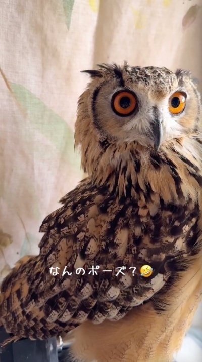 投稿動画のワンシーン