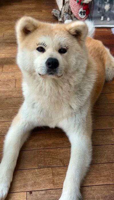 まつ毛がついたワンちゃん