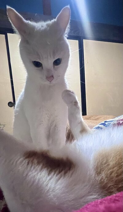 耳を横に倒すソウくん