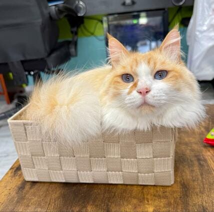 お菓子入れの箱を購入→置いたら即「見えていた未来」の訪れに笑ってしまう