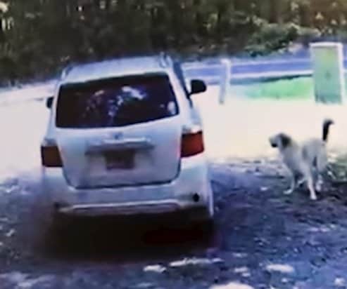 「なんてひどいことを...」ビデオに録画された犬の映像に怒りの声！保護された捨て犬の今に感動の声