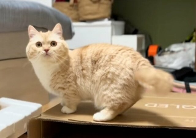 「笑いのセンスが高すぎるw」予想外の場所で「ほふく前進」をする猫に思わず爆笑
