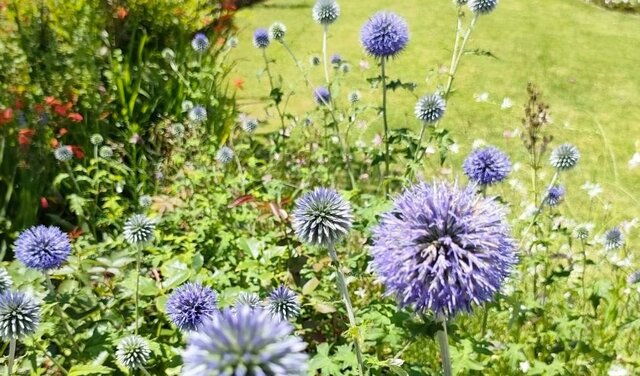 真夏に涼やかなブルーの花が咲く！まんまるフォルムが素敵な「植えっぱなしOKの多年草」は、今が植えどきです！