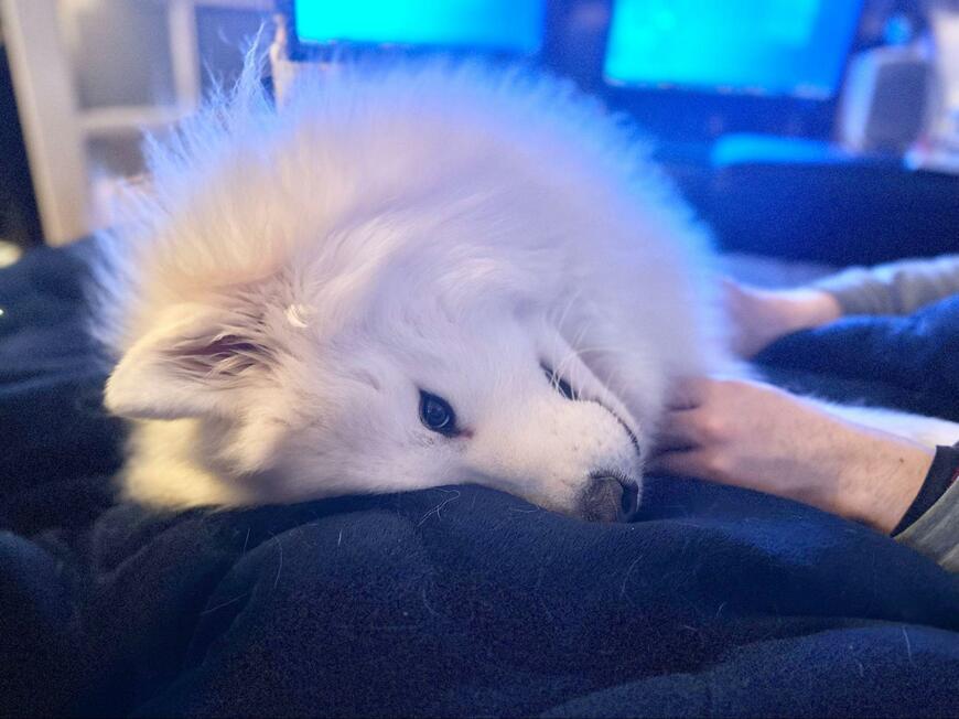 出所：@samoedsoran