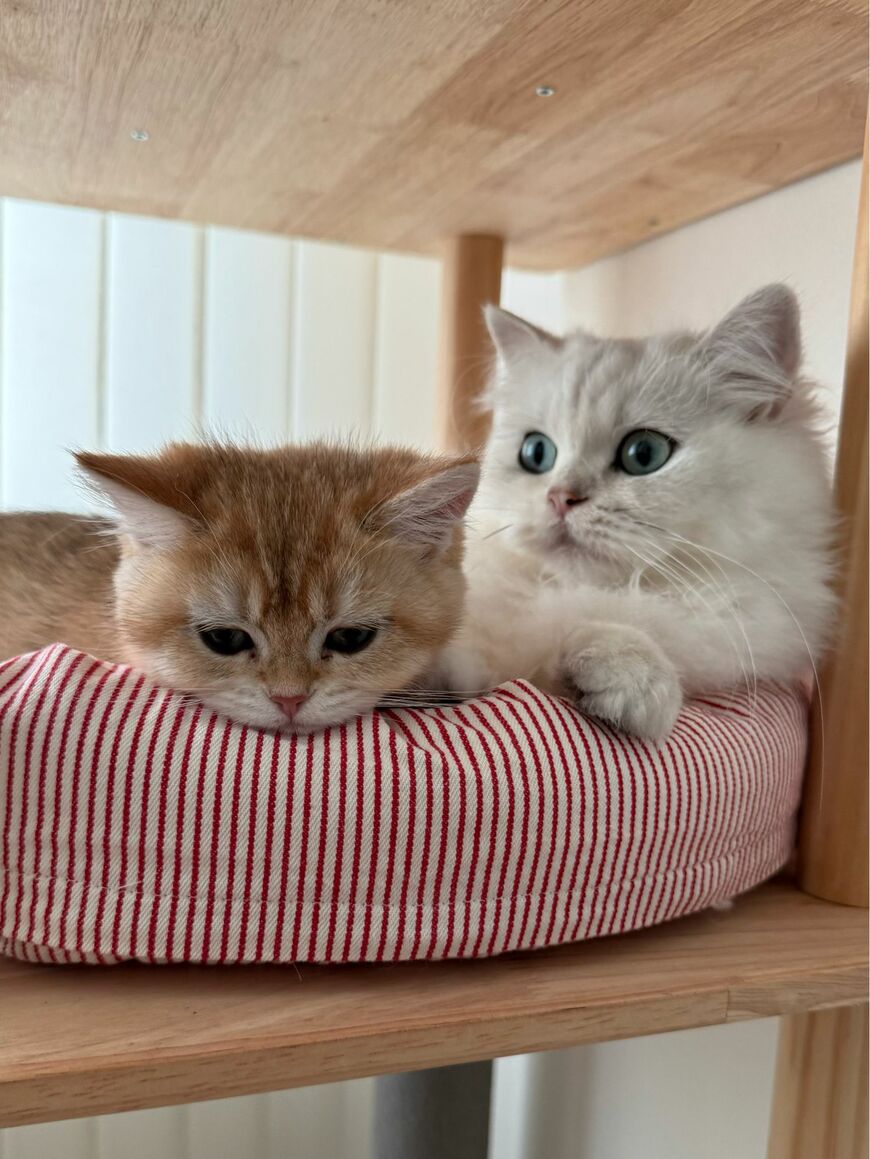 【4万8000件表示】美猫ママの子はやっぱり凄かった！子猫が見せた「あざといポーズ」に目が釘付け