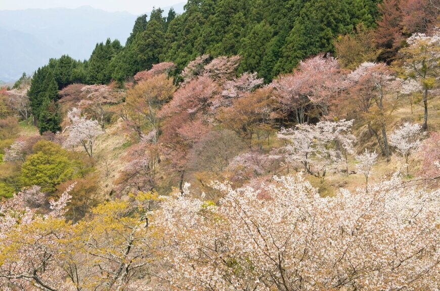 zzz555zzz/shutterstock.com