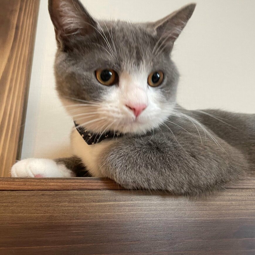 出所：@neko_wagaya