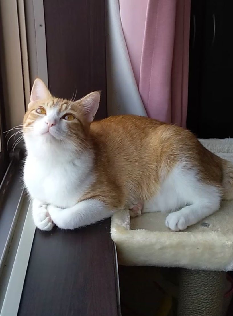 出所：@mero627puri914 