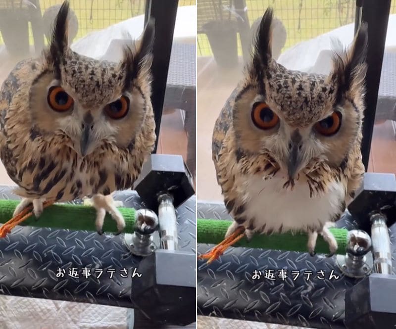 出所：@ba_chantolatte