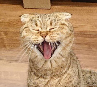 出所：@ponpokopontanu