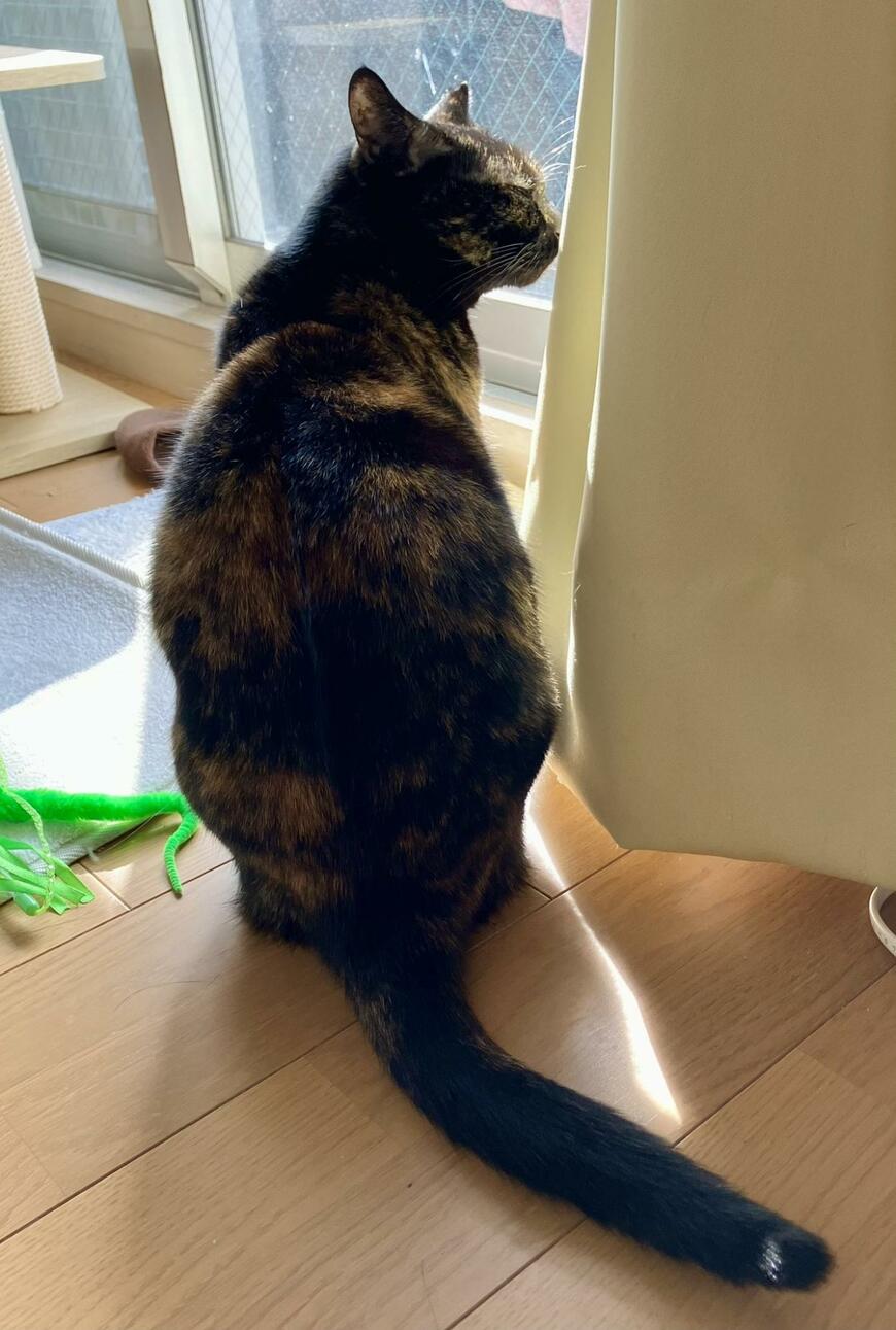 出所：@TTomoecarl