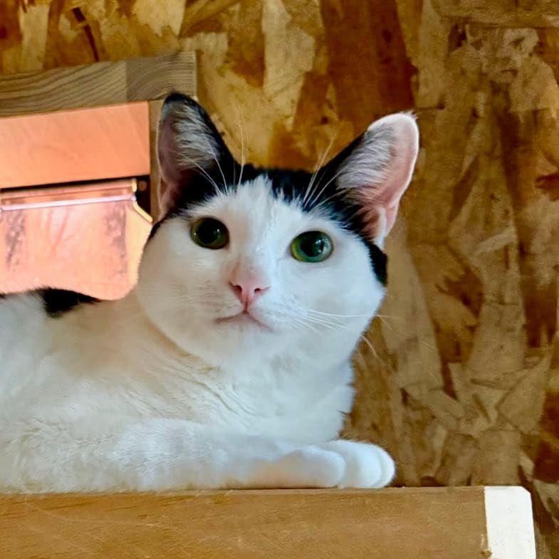 「同じネコです」まん丸おめめの猫→別の動物と化した姿に笑ってしまう