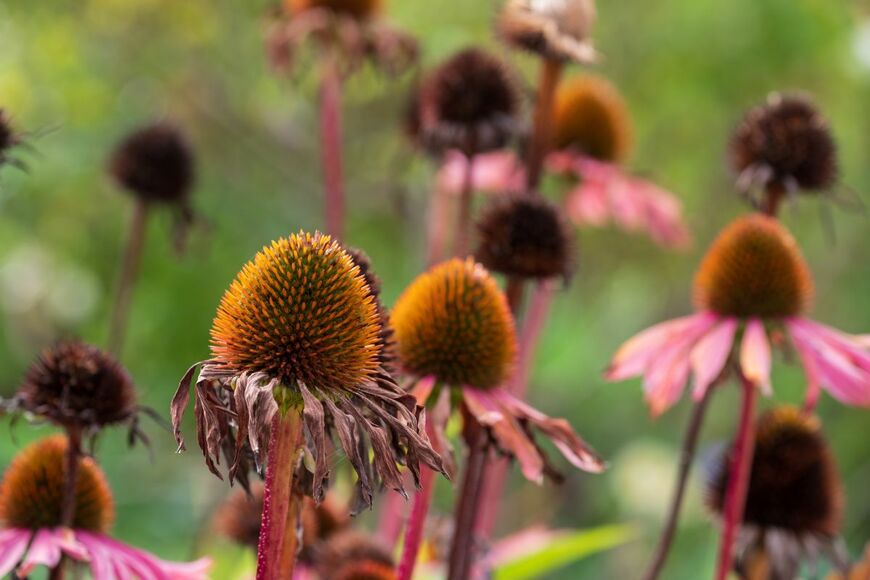 Lois GoBe/shutterstock.com