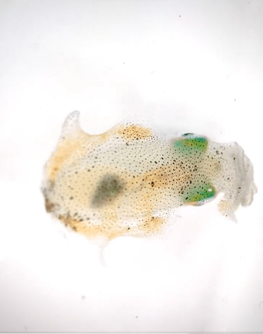 出所：@K_theHermit